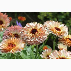 Morgenfrue Pygmy Buff - Morgenfrue (min. 65 fr)