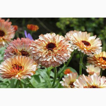 Morgenfrue Pygmy Buff - Morgenfrue (min. 65 fr)