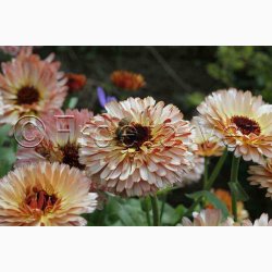 Morgenfrue Pygmy Buff - Morgenfrue (min. 65 fr)