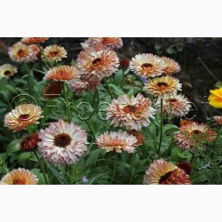 Morgenfrue Pygmy Buff - Morgenfrue (min. 65 fr)