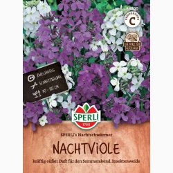 Natviol � Hesperis matronalis �Nachtviole� � Fr� (r�kker til ca. 100 planter)