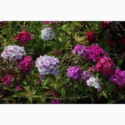 Nellike, Studenter-, bl., Grandma (P), (250 fr)