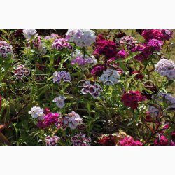 Nellike, Studenter-, bl., Grandma (P), (250 fr)