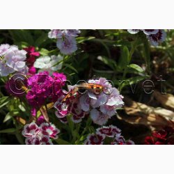 Nellike, Studenter-, bl., Grandma (P), (250 fr)