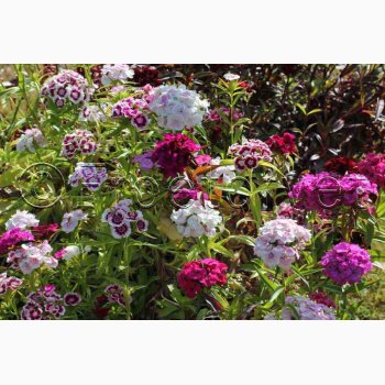 Nellike, Studenter-, bl., Grandma (P), (250 fr)