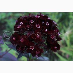 Studenternellike � Nigricans � Dianthus barbatus � Fr� (200 stk + 200 stk. overpakket)