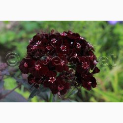 Studenternellike � Nigricans � Dianthus barbatus � Fr� (200 stk + 200 stk. overpakket)