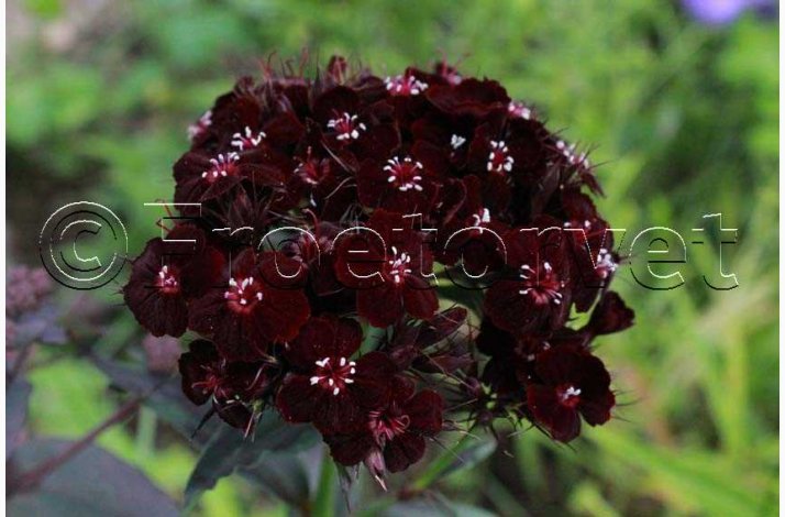 Studenternellike � Nigricans � Dianthus barbatus � Fr� (200 stk + 200 stk. overpakket)