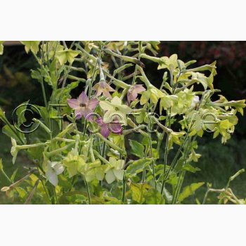 Nicotiana alata Lime Green  Limegrn Prydtobak (min 150 fr)