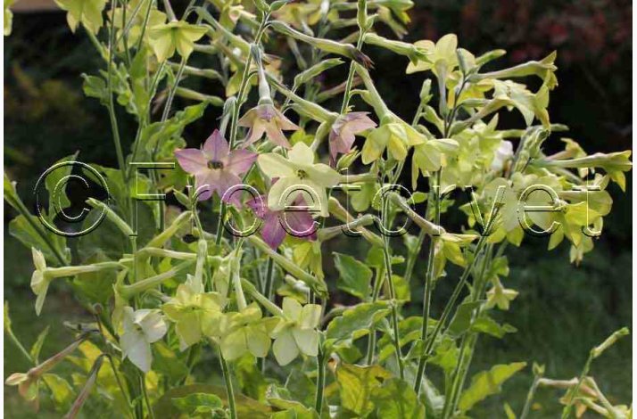 Nicotiana alata Lime Green  Limegrn Prydtobak (min 150 fr)