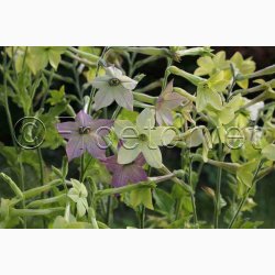 Nicotiana alata Lime Green  Limegrn Prydtobak (min 150 fr)