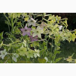 Nicotiana alata Lime Green  Limegrn Prydtobak (min 150 fr)