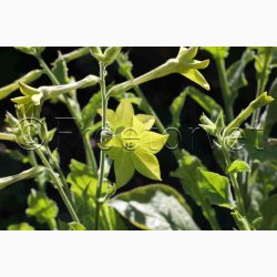 Nicotiana alata Lime Green  Limegrn Prydtobak (min 150 fr)