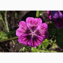 kologisk Katost, Mauretansk (min. 75 fr)