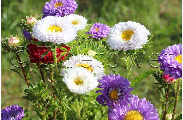 kologiske fr Aster Matsumoto - Sommerasters, krav