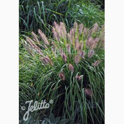 Prydgrs PENNISETUM alopecuroides Fountain Grass (Pose 15 fr)