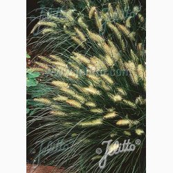 Prydgrs PENNISETUM alopecuroides Fountain Grass (Pose 15 fr)