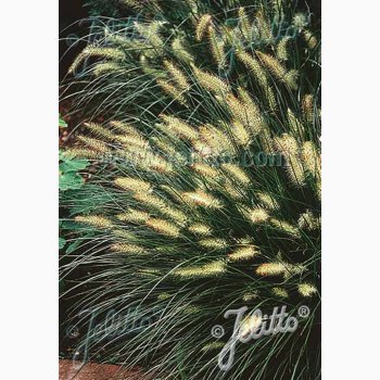 Prydgrs PENNISETUM alopecuroides Fountain Grass (Pose 15 fr)