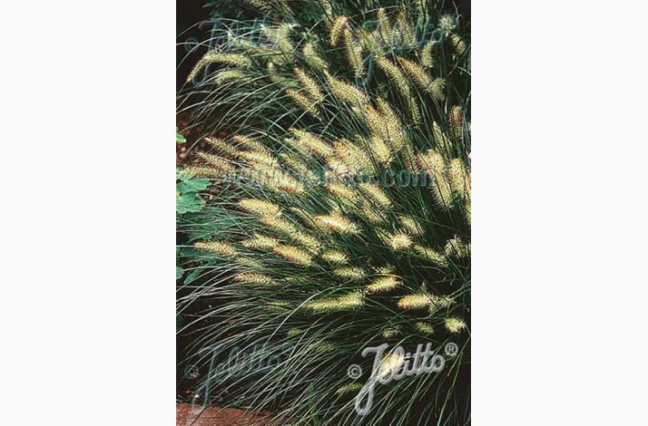 Prydgrs PENNISETUM alopecuroides Fountain Grass (Pose 15 fr)