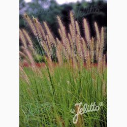 Prydgrs PENNISETUM alopecuroides Fountain Grass (Pose 15 fr)
