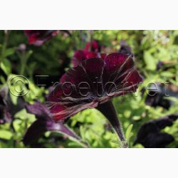 Petunia, Have-, Blackberry F1 (10 frpiller)