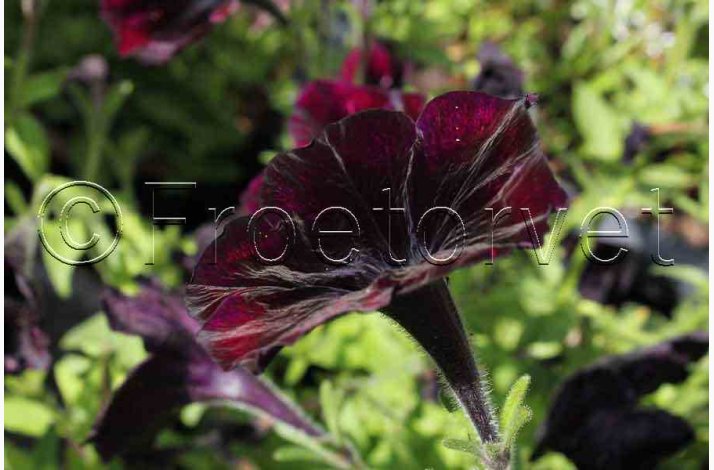 Petunia, Have-, Blackberry F1 (10 frpiller)