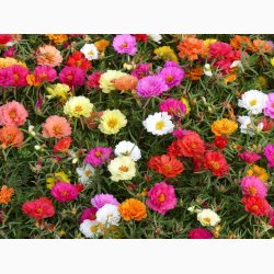 Portulaca grandiflora - Double Flowered Mixture - Portulakrose ( min. 300 fr)