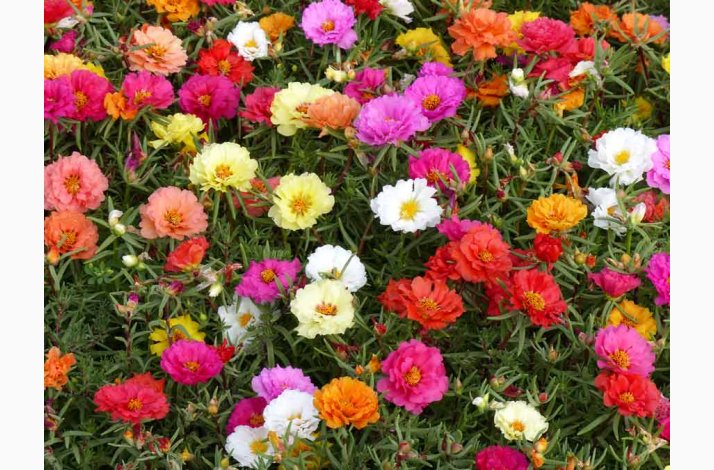 Portulaca grandiflora - Double Flowered Mixture - Portulakrose ( min. 300 fr)