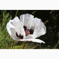 Papaver Orientale Royal Wedding-Kmpevalmue (Min. 100 fr)