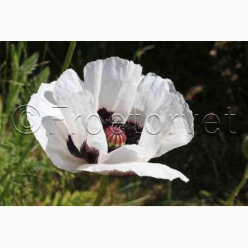 Papaver Orientale Royal Wedding-Kmpevalmue (Min. 100 fr)
