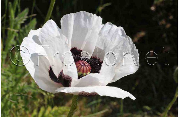 Papaver Orientale Royal Wedding-Kmpevalmue (Min. 100 fr)