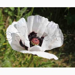 Papaver Orientale Royal Wedding-Kmpevalmue (Min. 100 fr)