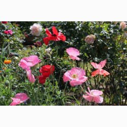 Papaver Rhoeas SPERLI's Sunshine Mix - Kornvalmue