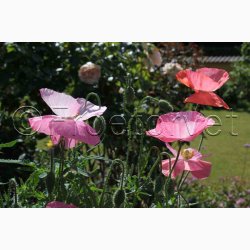 Papaver Rhoeas SPERLI's Sunshine Mix - Kornvalmue