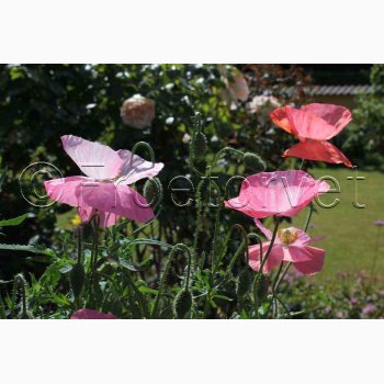 Papaver Rhoeas SPERLI's Sunshine Mix - Kornvalmue