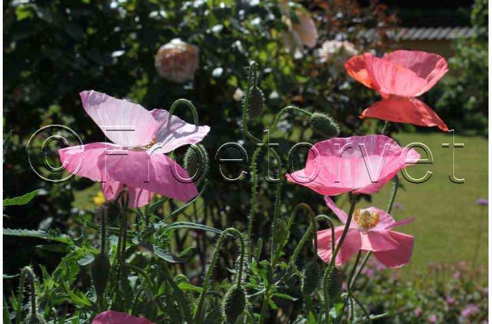 Papaver Rhoeas SPERLI's Sunshine Mix - Kornvalmue