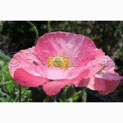Papaver Rhoeas SPERLI's Sunshine Mix - Kornvalmue