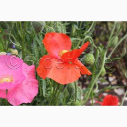 Papaver Rhoeas SPERLI's Sunshine Mix - Kornvalmue