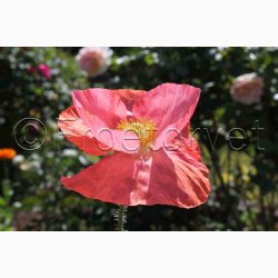 Papaver Rhoeas SPERLI's Sunshine Mix - Kornvalmue