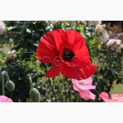 Papaver Rhoeas SPERLI's Sunshine Mix - Kornvalmue