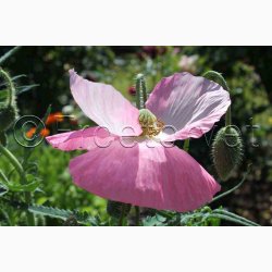 Papaver Rhoeas SPERLI's Sunshine Mix - Kornvalmue