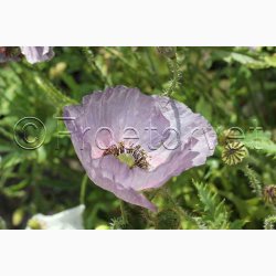Papaver rhoeas Amazing Grey - Kornvalmue (ca. 300 fr)