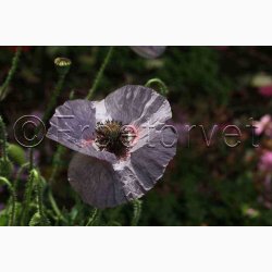 Papaver rhoeas Amazing Grey - Kornvalmue (ca. 300 fr)