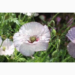 Papaver rhoeas Amazing Grey - Kornvalmue (ca. 300 fr)