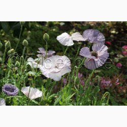 Papaver rhoeas Amazing Grey - Kornvalmue (ca. 300 fr)