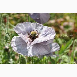 Papaver rhoeas Amazing Grey - Kornvalmue (ca. 300 fr)