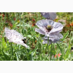Papaver rhoeas Amazing Grey - Kornvalmue (ca. 300 fr)