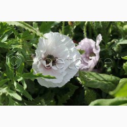 Papaver rhoeas Amazing Grey - Kornvalmue (ca. 300 fr)