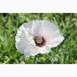 Papaver rhoeas Amazing Grey - Kornvalmue (ca. 300 fr)