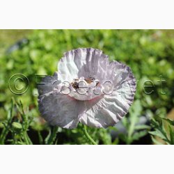 Papaver rhoeas Amazing Grey - Kornvalmue (ca. 300 fr)